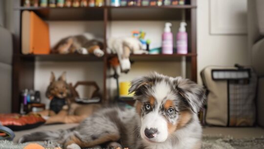 De juiste Australische Herder kiezen